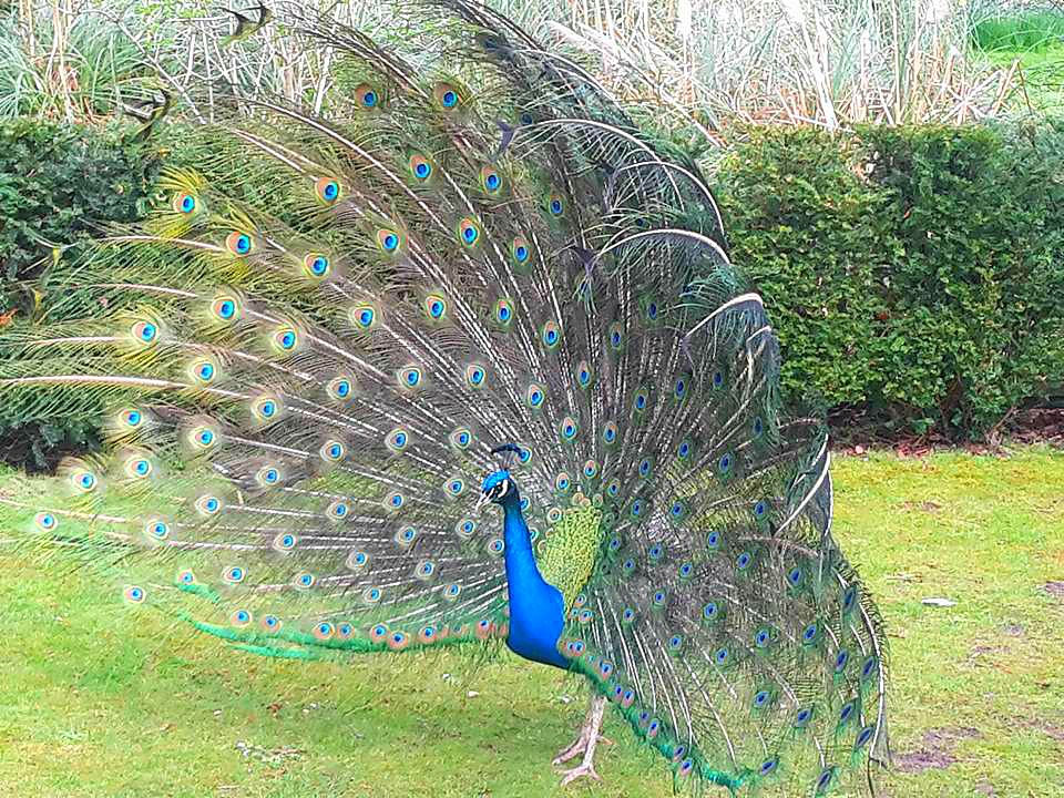 peacocks holland park